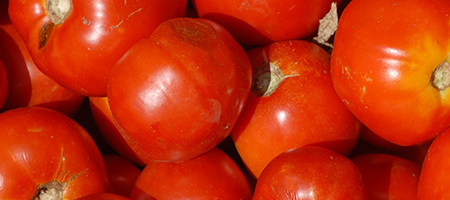 tomaten_450x200_1331385_85229962.jpg