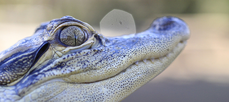 Alligator_450x200_1431035_56473846.jpg