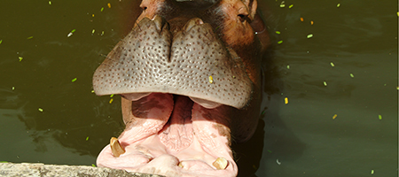 Hippo_450x200_1027484_13858356.jpg