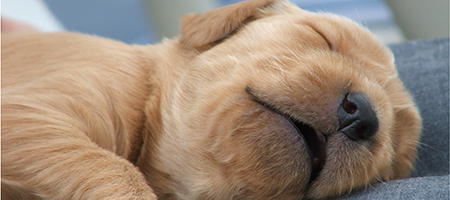 Slapende puppy__450x200_754053_10443167.jpg Slapende puppy__450x200_754053_10443167.jpg