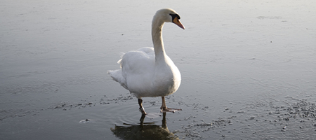 swan-on-ice-450x200_1249023.jpg