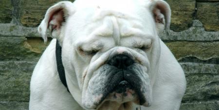 english-bulldog-1382577_v2.jpg