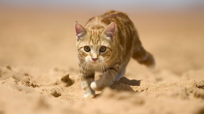 queensy-on-the-hunt-1258601